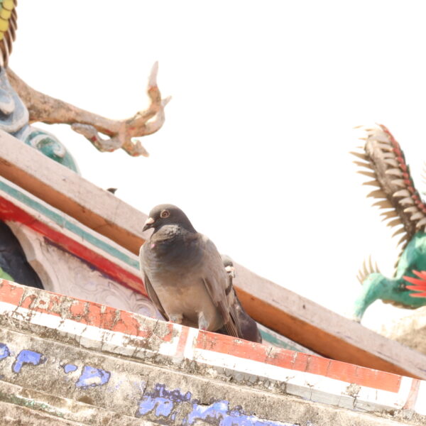 南瀛鴿笭進行曲