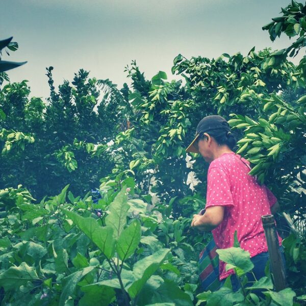 日出東山—斑花農田